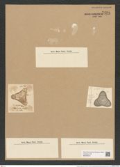 Triceratium insigne Grev. (de-Toni-Nr.: Genus 140, Species 3955) Zeichnungen Sammlung Grunow Nr. 7435 (NHMW-BOT-W0376519)
